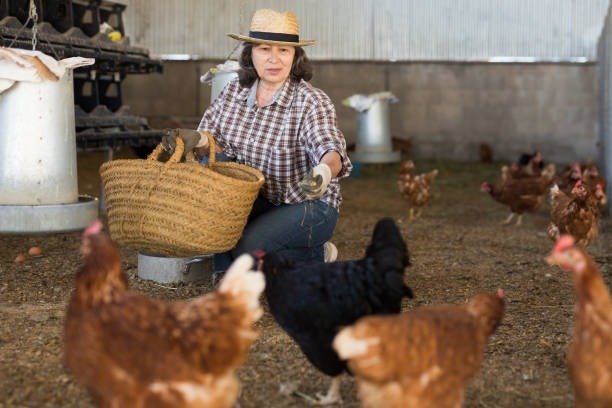 Chicken Coop