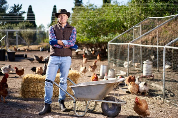 Free Range Chickens