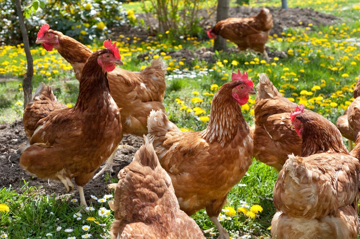 Fresh Chicken Eggs
