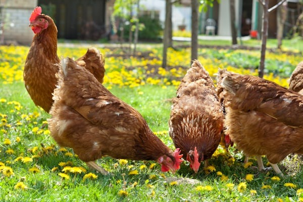 Chicken Processing