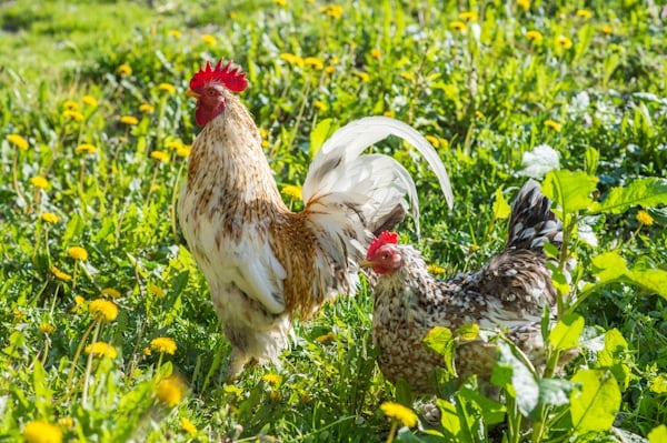 Chicken Products