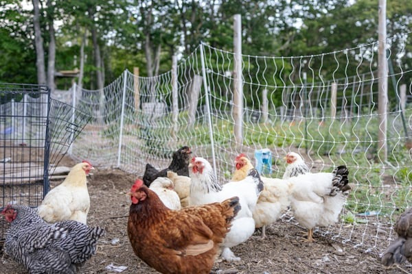 Free Range
