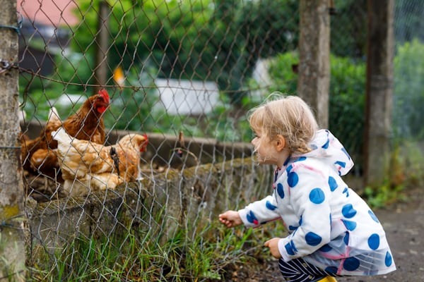 Our Chicken Farm